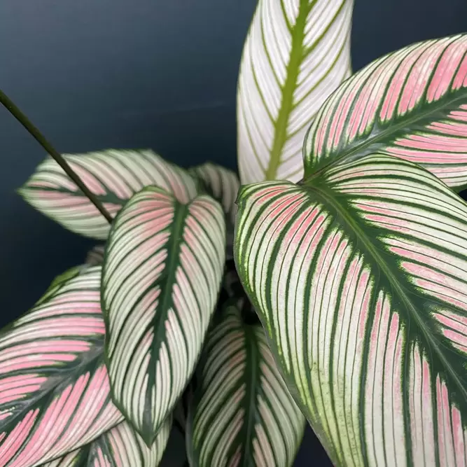 Calathea majestica 'White Star' (Pot Size 14cm)  Goeppertia majestica - image 2