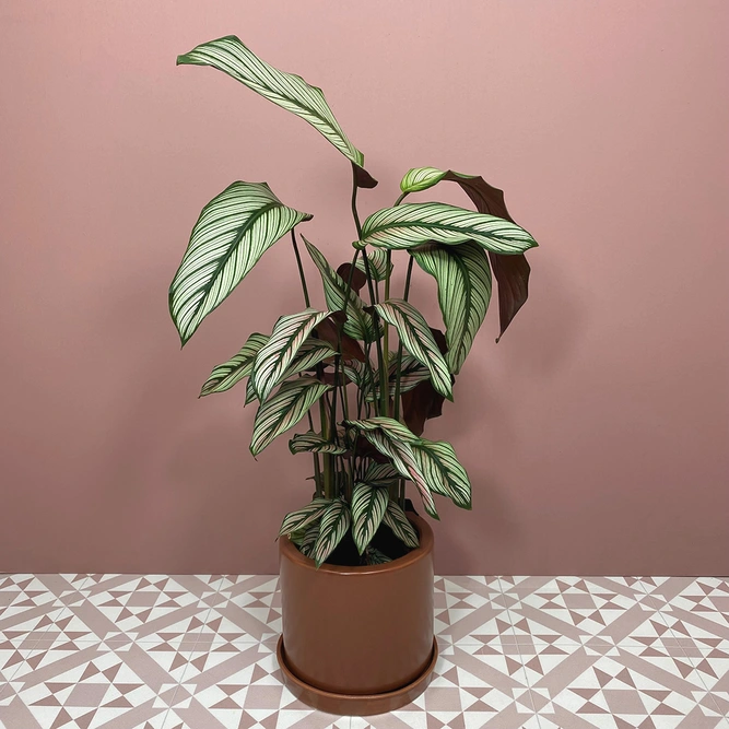 Calathea majestica 'White Star' (Pot Size 14cm)  Goeppertia majestica - image 1