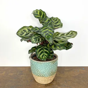 Calathea makoyana (Pot Size 12cm) - Peacock Plant - image 1