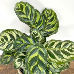 Calathea makoyana (Pot Size 12cm) - Peacock Plant - image 2