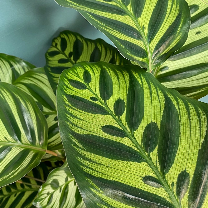 Calathea makoyana (Pot Size 17cm) Peacock Plant - image 2