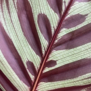 Calathea makoyana (Pot Size 17cm) Peacock Plant - image 4