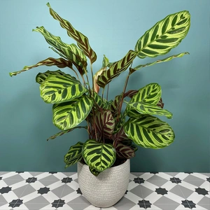 Calathea makoyana (Pot Size 17cm) Peacock Plant - image 1