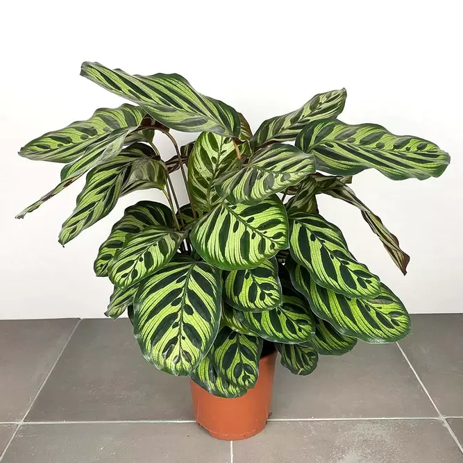 Calathea makoyana (Pot Size 19cm) Peacock plant - image 1