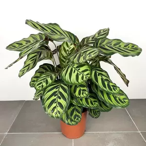 Calathea makoyana (Pot Size 19cm) Peacock plant - image 1