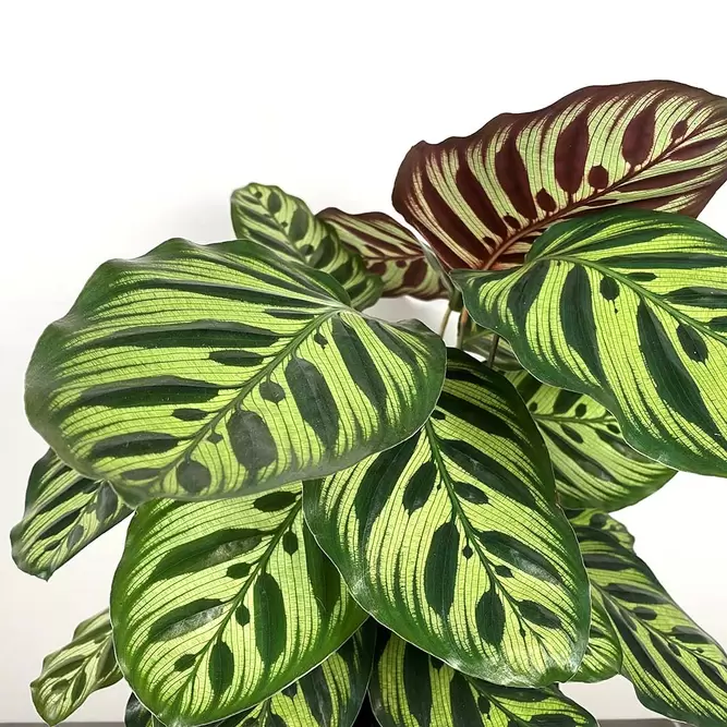 Calathea makoyana (Pot Size 19cm) Peacock plant - image 2