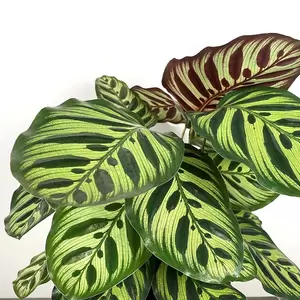 Calathea makoyana (Pot Size 19cm) Peacock plant - image 2