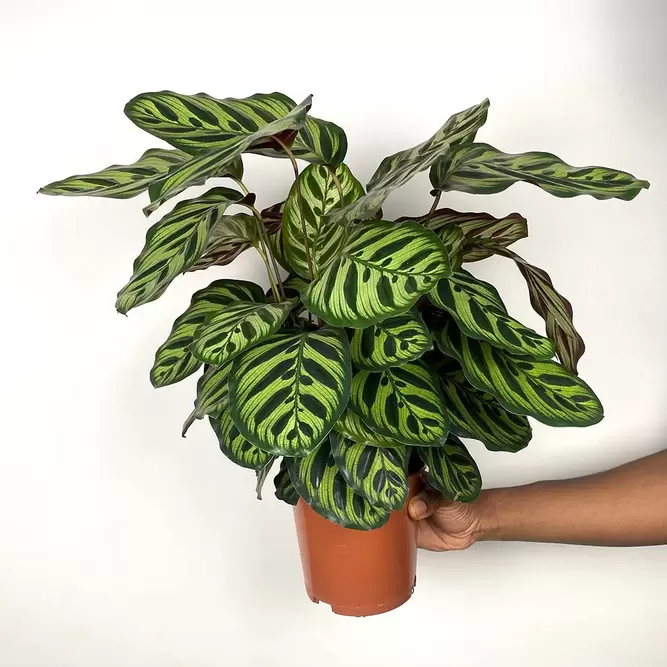 Calathea makoyana (Pot Size 19cm) Peacock plant - image 3