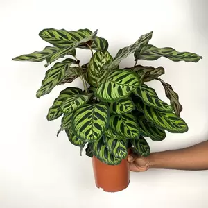 Calathea makoyana (Pot Size 19cm) Peacock plant - image 3