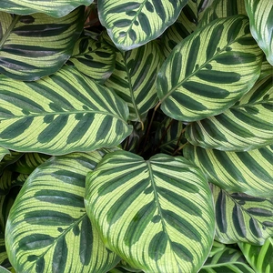 Calathea makoyana (Pot Size 19cm) Peacock plant - image 7