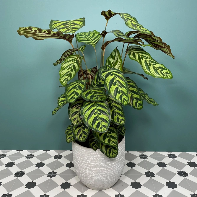 Calathea makoyana (Pot Size 21cm) Peacock plant - image 1