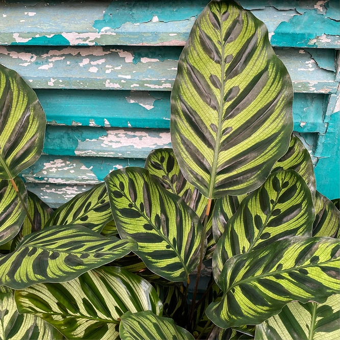 Calathea makoyana (Pot Size 21cm) Peacock plant - image 2