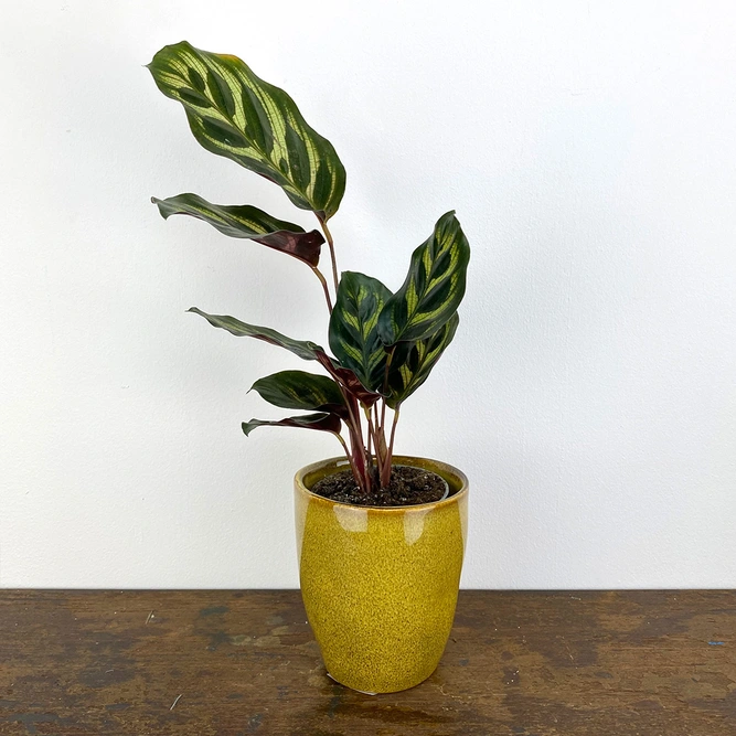 Calathea makoyana (Pot Size 6cm) Peacock plant