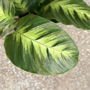 Calathea 'Misto' (Pot Size 12cm) Prayer Plant - image 2