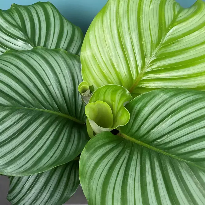 Calathea orbifolia (Pot Size 7cm) Orbifolia prayer plant - image 4