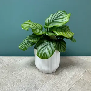 Calathea orbifolia (Pot Size 7cm) Orbifolia prayer plant - image 5