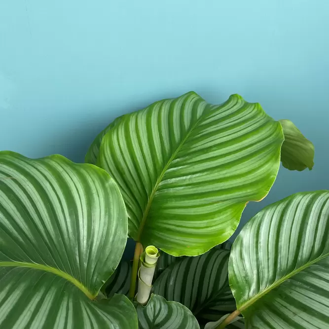 Calathea orbifolia (Pot Size 7cm) Orbifolia prayer plant - image 2