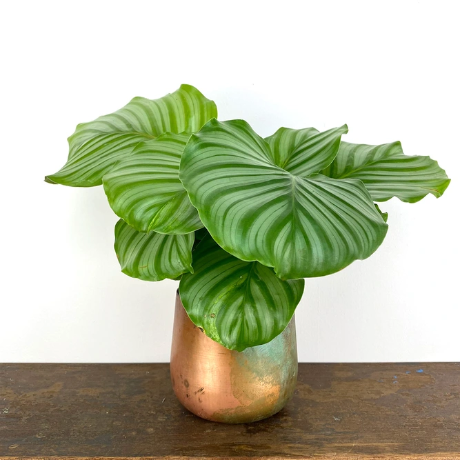 Calathea orbifolia (Pot Size 14cm) Orbifolia prayer plant - image 1