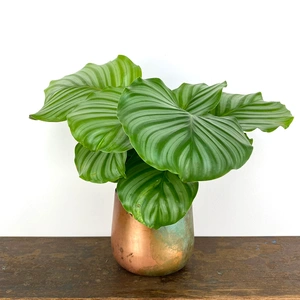 Calathea orbifolia (Pot Size 14cm) Orbifolia prayer plant