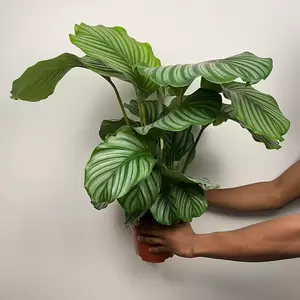 Calathea orbifolia (Pot Size 19cm) Orbifolia prayer plant - image 2