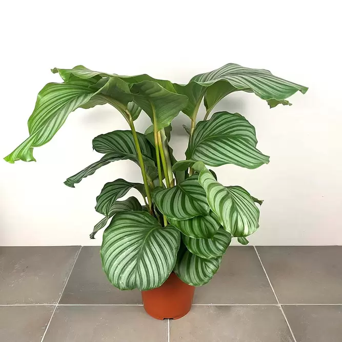 Calathea orbifolia (Pot Size 21cm) Orbifolia prayer plant - image 1