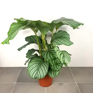 Calathea orbifolia (Pot Size 21cm) Orbifolia prayer plant - image 1