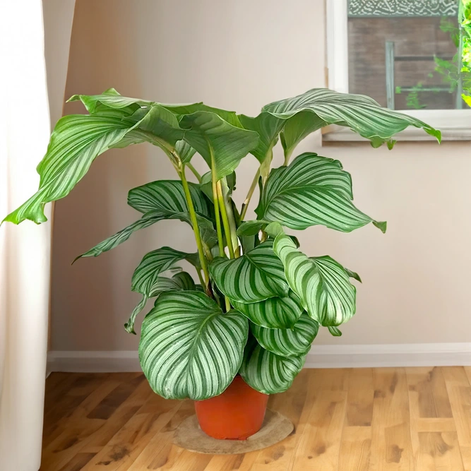 Calathea orbifolia (Pot Size 21cm) Orbifolia prayer plant - image 1