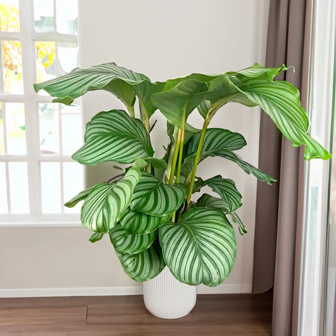 Calathea orbifolia (Pot Size 21cm) Orbifolia prayer plant - image 3