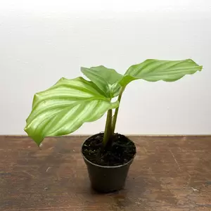 Calathea orbifolia (Pot Size 7cm) Orbifolia prayer plant - image 2