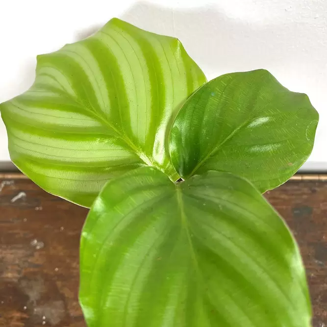 Calathea orbifolia (Pot Size 7cm) Orbifolia prayer plant - image 3