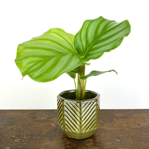 Calathea orbifolia (Pot Size 7cm) Orbifolia prayer plant - image 1