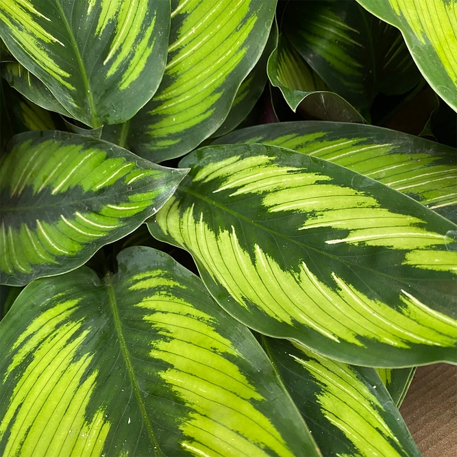 Calathea ornata 'Beauty Star' (Pot Size 12cm) - image 2