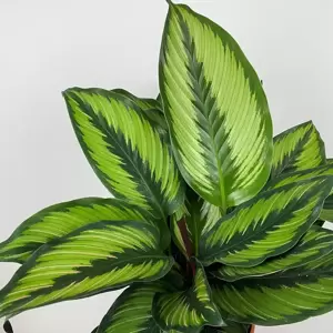 Calathea ornata 'Beauty Star' (Pot Size 12cm) - image 1