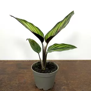 Calathea ornata 'Beauty Star' (Pot Size 6cm) - image 3