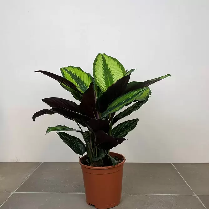 Calathea ornata 'Beauty Star' (Pots Size 14cm) - image 2