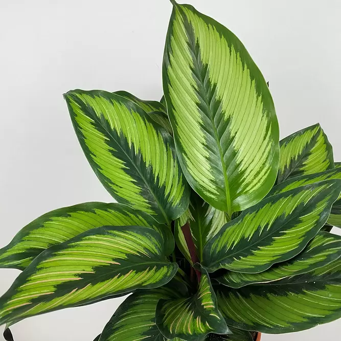 Calathea ornata 'Beauty Star' (Pots Size 14cm) - image 3