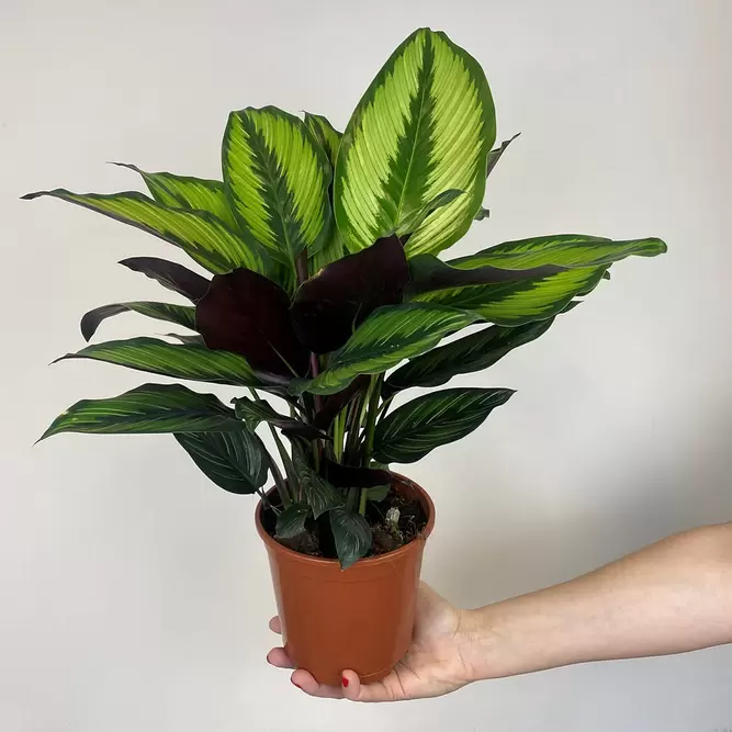 Calathea ornata 'Beauty Star' (Pots Size 14cm) - image 1