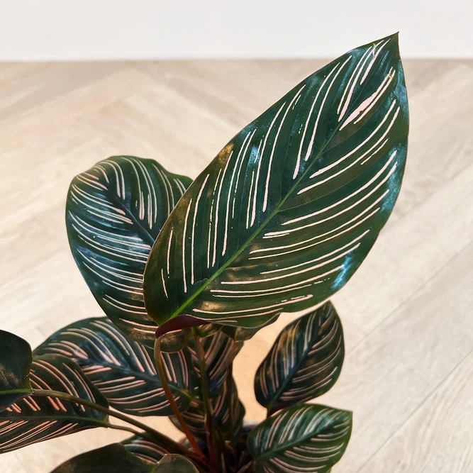 Calathea ornata (Pot Size 12cm) Pin stripe Calathea - image 2