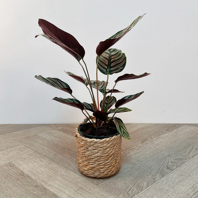 Calathea ornata (Pot Size 12cm) Pin stripe Calathea - image 4