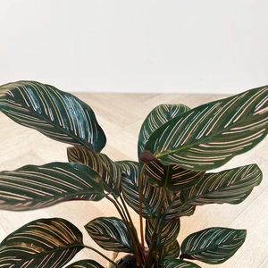 Calathea ornata (Pot Size 12cm) Pin stripe Calathea - image 3