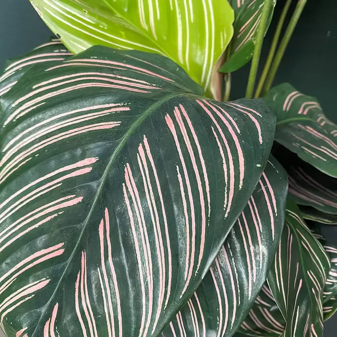 Calathea ornata (Pot Size 19cm) Pin stripe Calathea - image 2