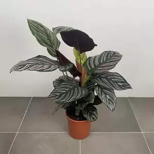 Calathea ornata (Pot Size 19cm) Pin stripe Calathea - image 1