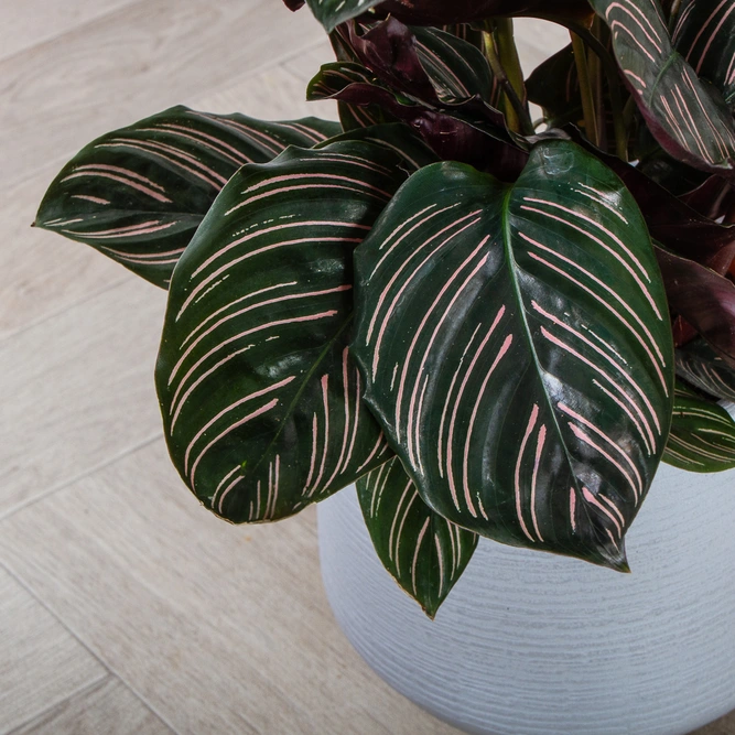 Calathea ornata (Pot Size 24cm) Pin stripe Calathea - image 2