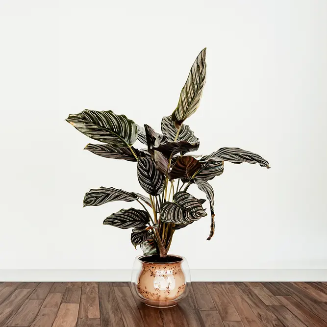 Calathea ornata (Pot Size 24cm) Pin stripe Calathea - image 3