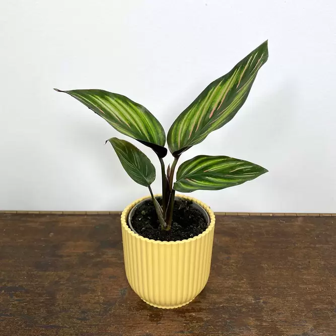 Calathea ornata (Pot Size 7cm) Pin Stripe Calathea - image 1