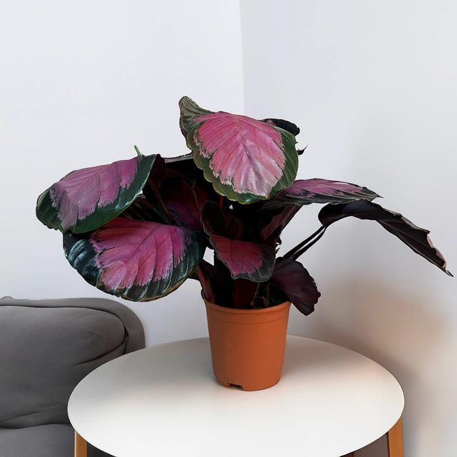 Calathea Roseopicta 'Crimson' (Pot Size 14cm) Crimson Calathea - image 1