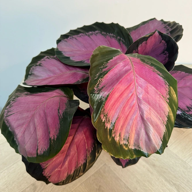 Calathea Roseopicta 'Crimson' (Pot Size 14cm) Crimson Calathea - image 2