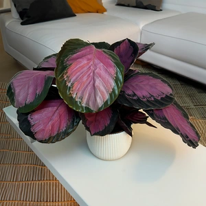 Calathea Roseopicta 'Crimson' (Pot Size 14cm) Crimson Calathea - image 3