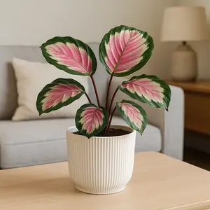 Calathea 'Rosy' (Pot Size 12cm) Prayer Plant - image 1