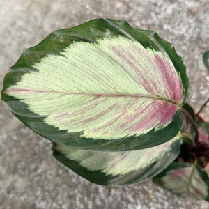 Calathea 'Rosy' (Pot Size 12cm) Prayer Plant - image 2